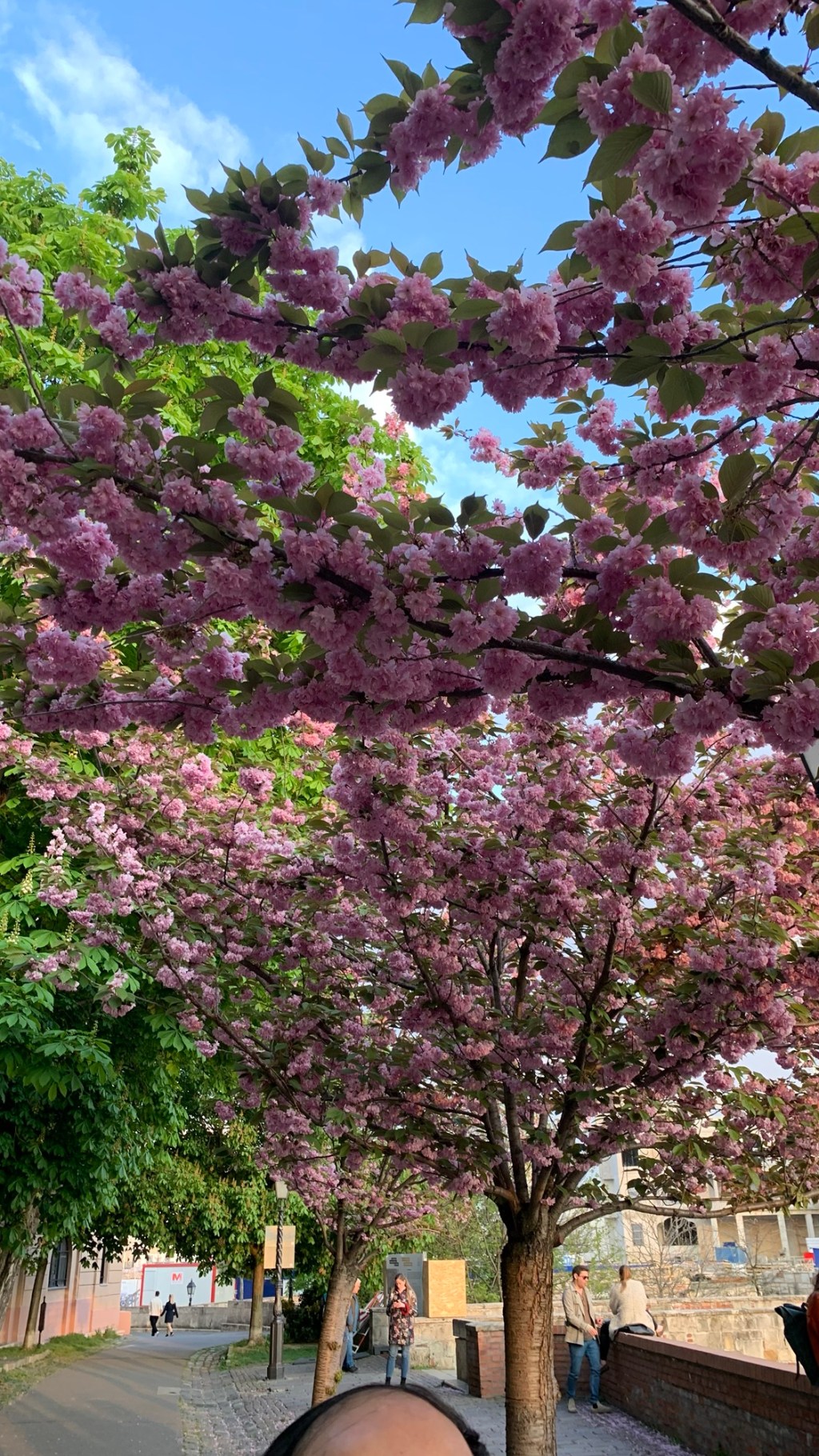 Spring in Budapest: Where to See the City in Full&nbsp;Bloom&nbsp;